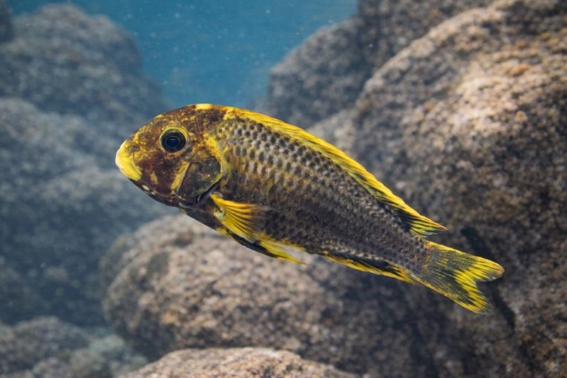 Tropheus sp. 'crescentic' Muzimu (Kushangaza)